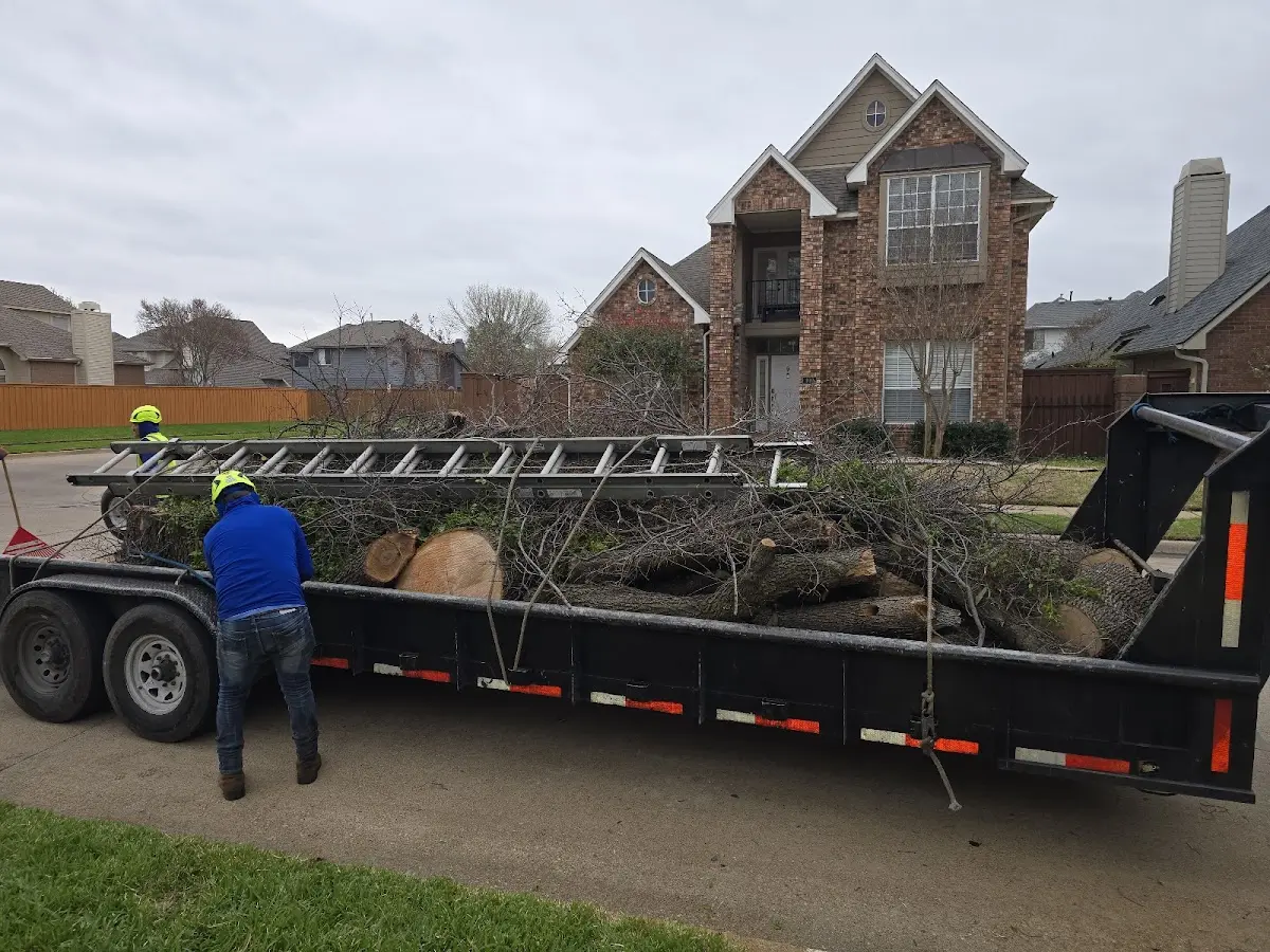 Expert Tree Removal with proper safety equipment in Yucaipa